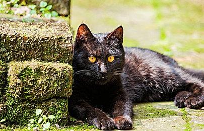 《真人快打1》媒体评分解禁 M站均分85分